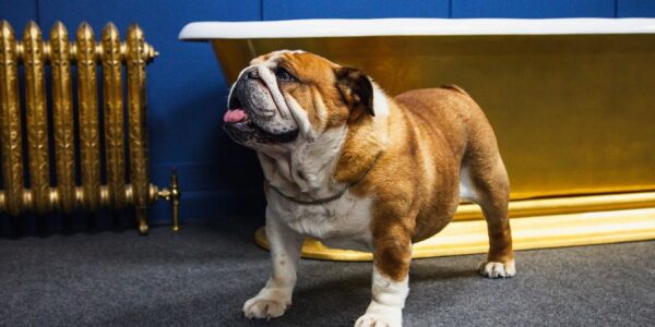 A dog standing in front of a bathtub Description automatically generated