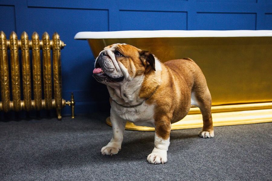 A dog standing in front of a bathtub Description automatically generated