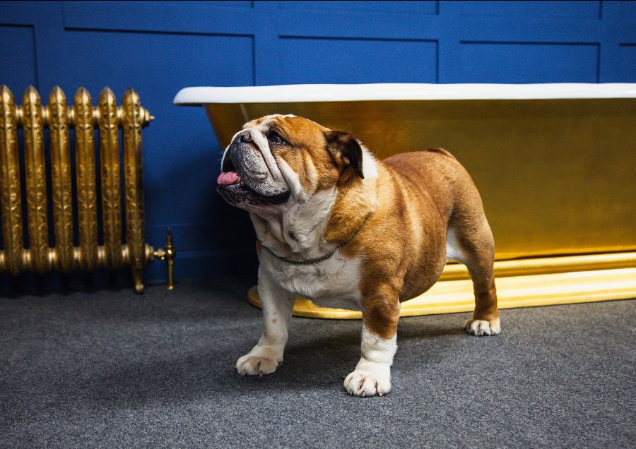 A dog standing in front of a bathtub Description automatically generated