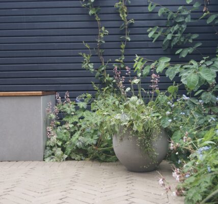 A large potted plant sits on a patio in front of a grey wooden fence. There are also several other smaller plants next to the large pot
