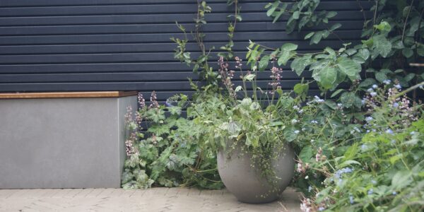 A large potted plant sits on a patio in front of a grey wooden fence. There are also several other smaller plants next to the large pot