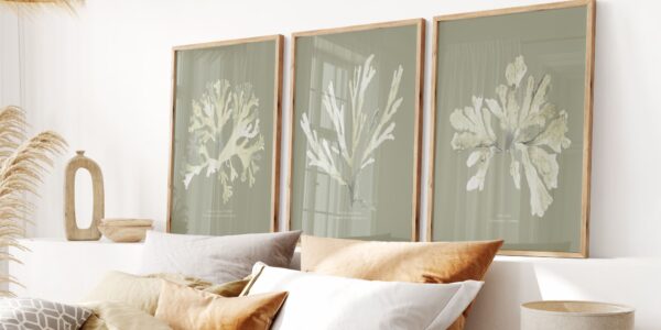 Three framed botanical illustrations of seaweed in muted greens and yellows, displayed above a bed with pillows and a lamp.