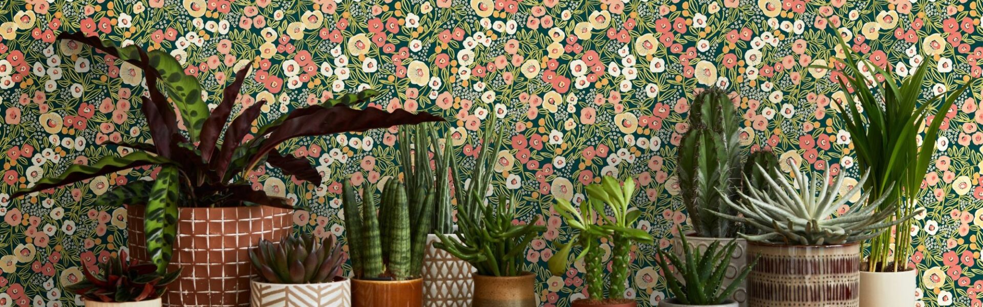 A variety of potted plants, including cacti, succulents, and leafy plants, are displayed on a wooden shelf. The plants are in various sizes and shapes, with different coloured pots. The background is a vibrant floral wallpaper with a dark green base and a pattern of pink, orange, and white flowers