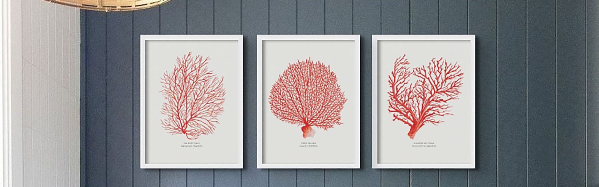 Three matching framed prints of red coral branches hang in a row on a dark blue textured wall. A woven basket light fixture is partially visible in the upper left corner.