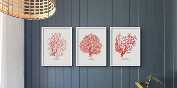 Three matching framed prints of red coral branches hang in a row on a dark blue textured wall. A woven basket light fixture is partially visible in the upper left corner.