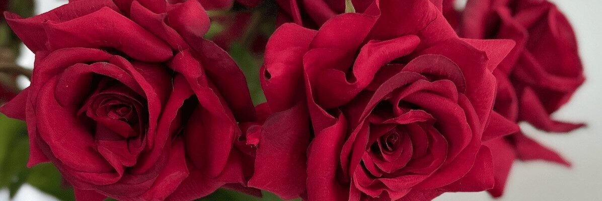 A close-up of a bouquet of deep red roses