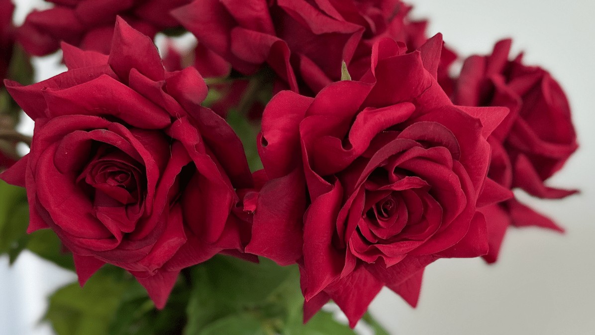 A close-up of a bouquet of deep red roses