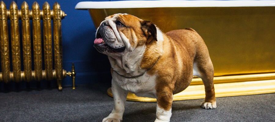 A dog standing in front of a bathtub Description automatically generated