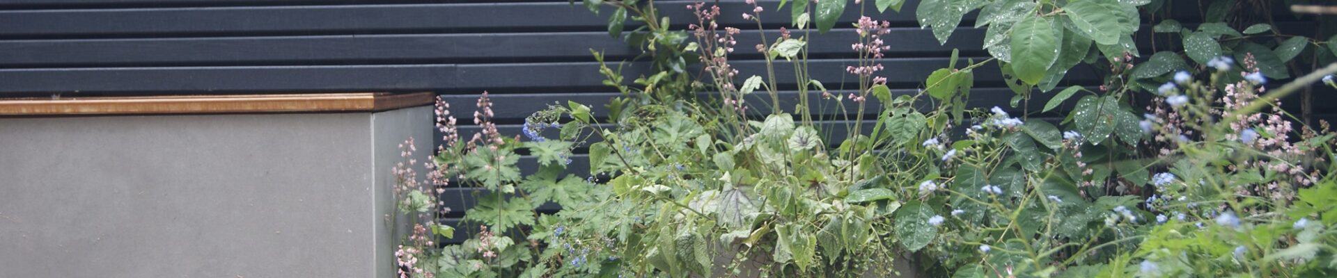 A large potted plant sits on a patio in front of a grey wooden fence. There are also several other smaller plants next to the large pot