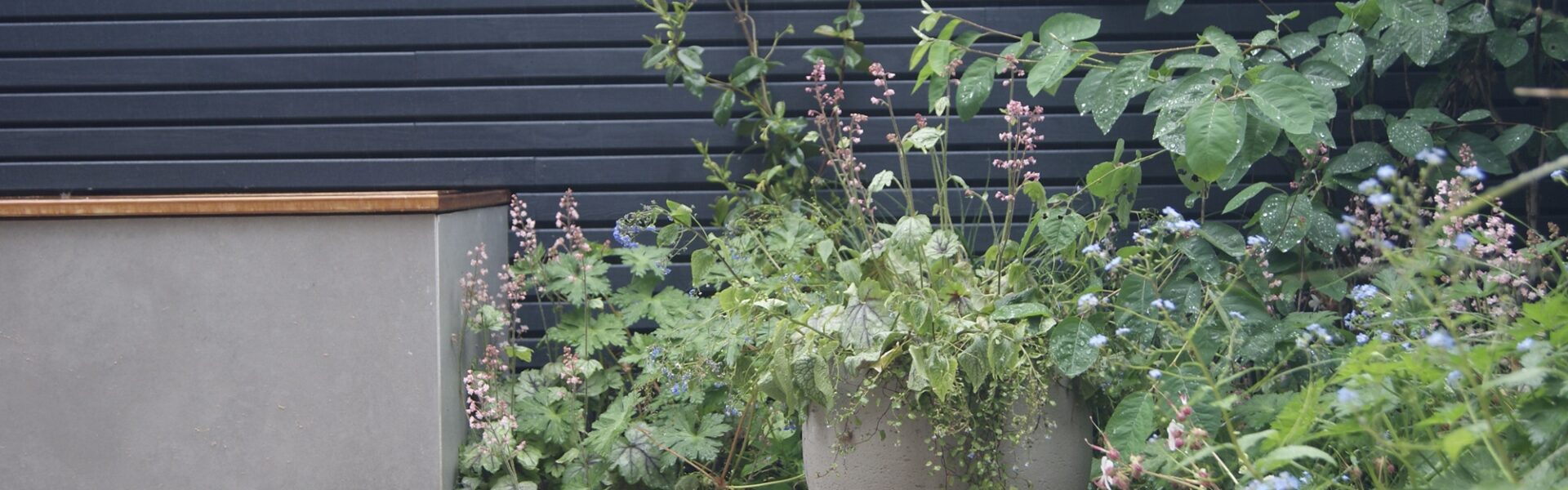 A large potted plant sits on a patio in front of a grey wooden fence. There are also several other smaller plants next to the large pot
