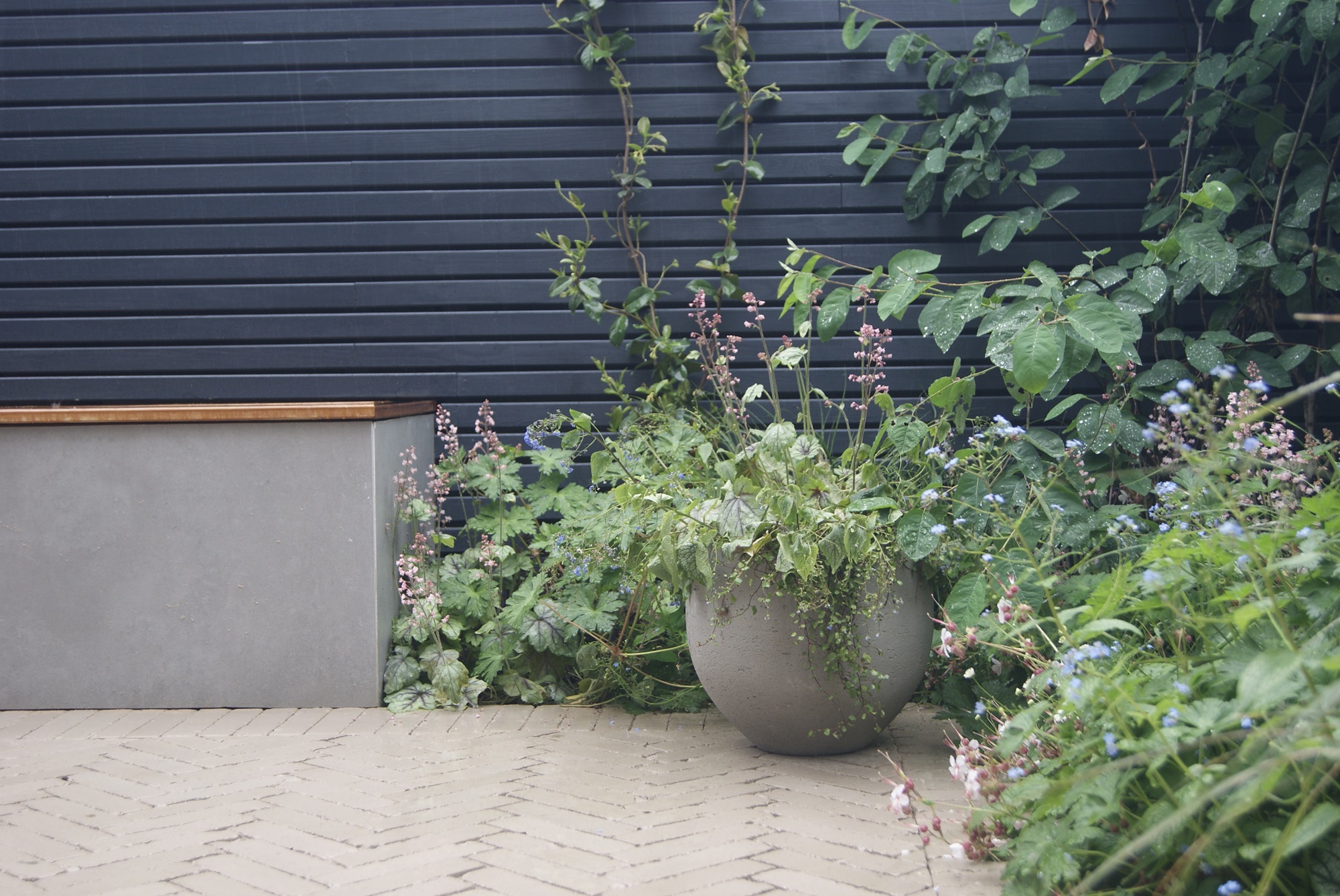 A large potted plant sits on a patio in front of a grey wooden fence. There are also several other smaller plants next to the large pot