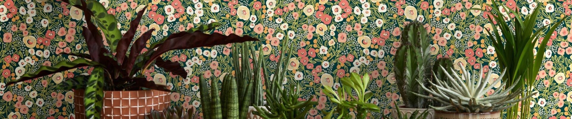 A variety of potted plants, including cacti, succulents, and leafy plants, are displayed on a wooden shelf. The plants are in various sizes and shapes, with different coloured pots. The background is a vibrant floral wallpaper with a dark green base and a pattern of pink, orange, and white flowers