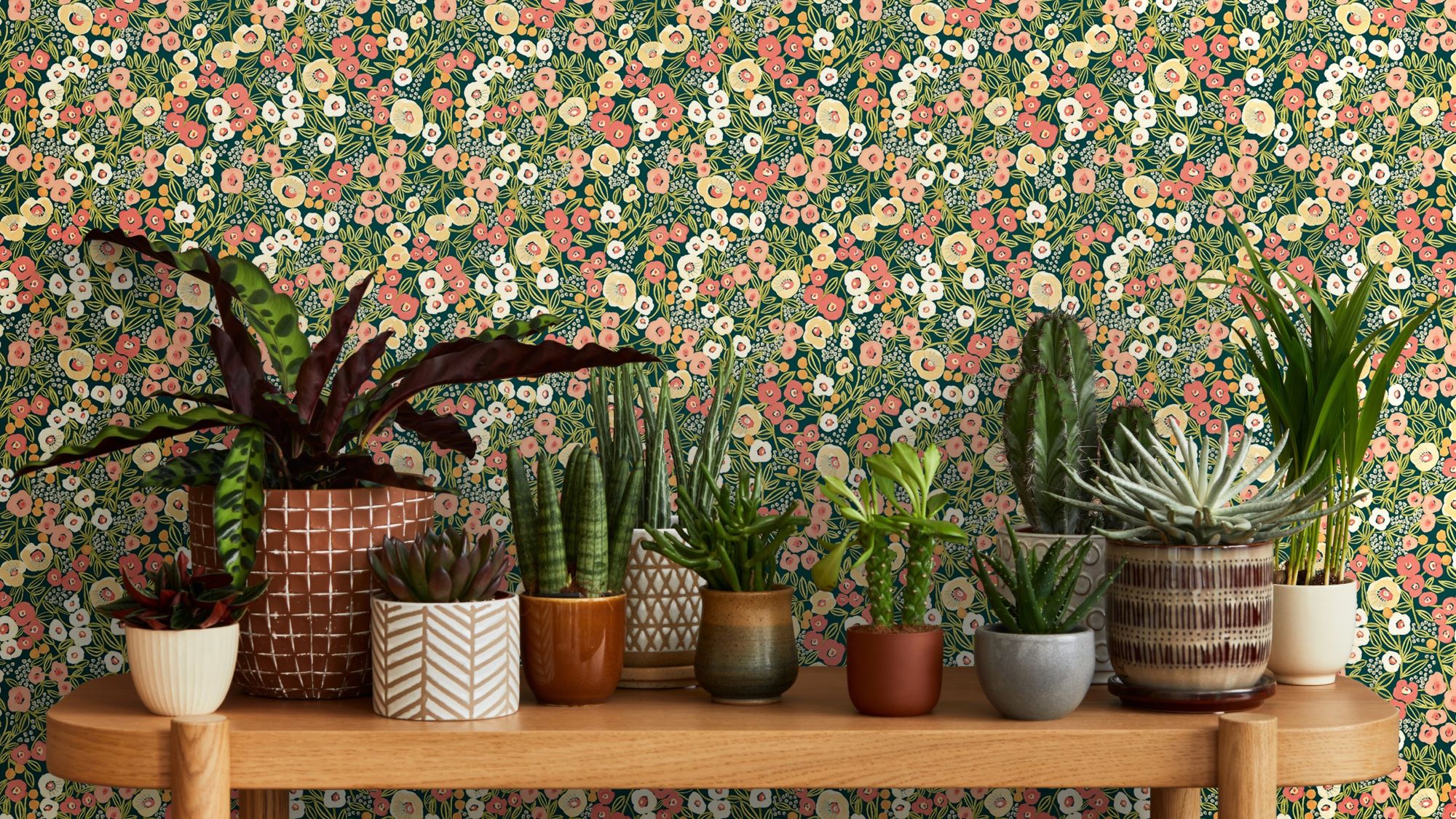 A variety of potted plants, including cacti, succulents, and leafy plants, are displayed on a wooden shelf. The plants are in various sizes and shapes, with different coloured pots. The background is a vibrant floral wallpaper with a dark green base and a pattern of pink, orange, and white flowers