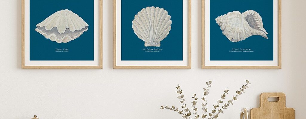 Three framed prints hanging on a wall. Each print features a different type of seashell against a deep blue background.