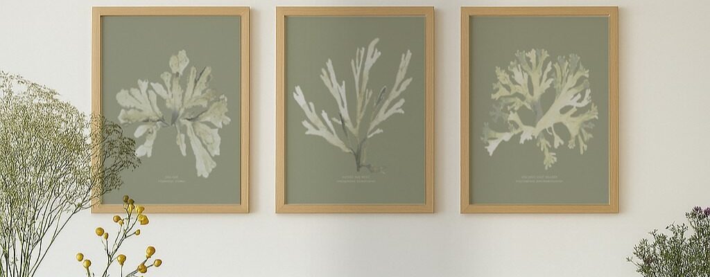 A trio of framed art prints depicting different types of seaweed. The prints are in a natural wood frame and have a muted green background. The seaweed illustrations are in a light, neutral colour palette.