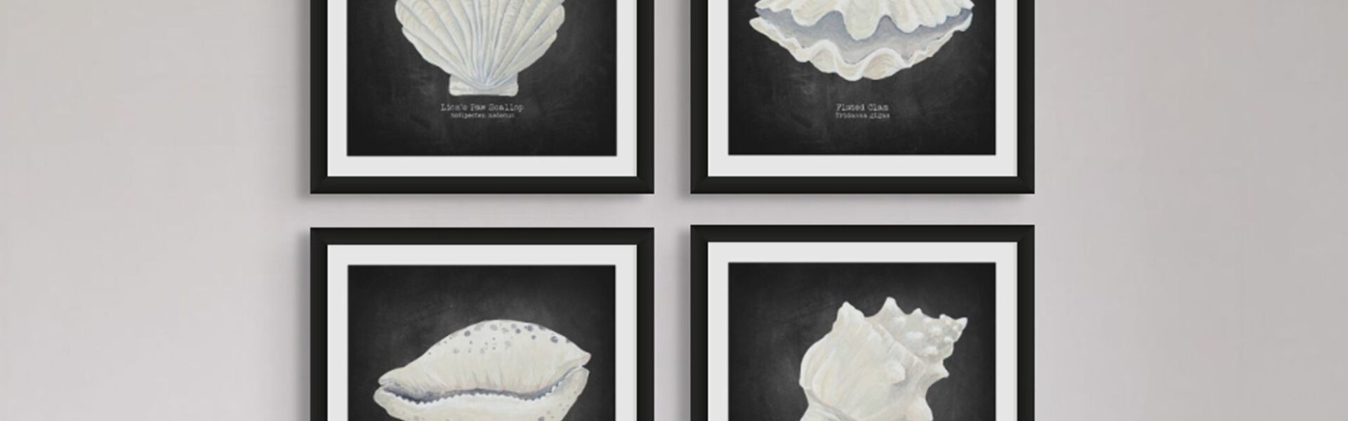 These are four framed art prints, each featuring a hand-painted shell illustration on a dark, chalkboard-like background. The art style has a scientific or natural history feel, reminiscent of old-world botanical or biological drawings. The frames are thin and black, and the prints are hung together in a two-by-two grid.