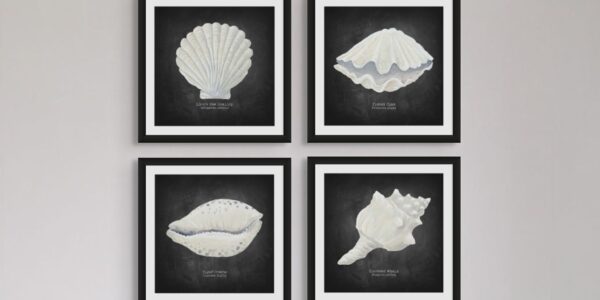 These are four framed art prints, each featuring a hand-painted shell illustration on a dark, chalkboard-like background. The art style has a scientific or natural history feel, reminiscent of old-world botanical or biological drawings. The frames are thin and black, and the prints are hung together in a two-by-two grid.