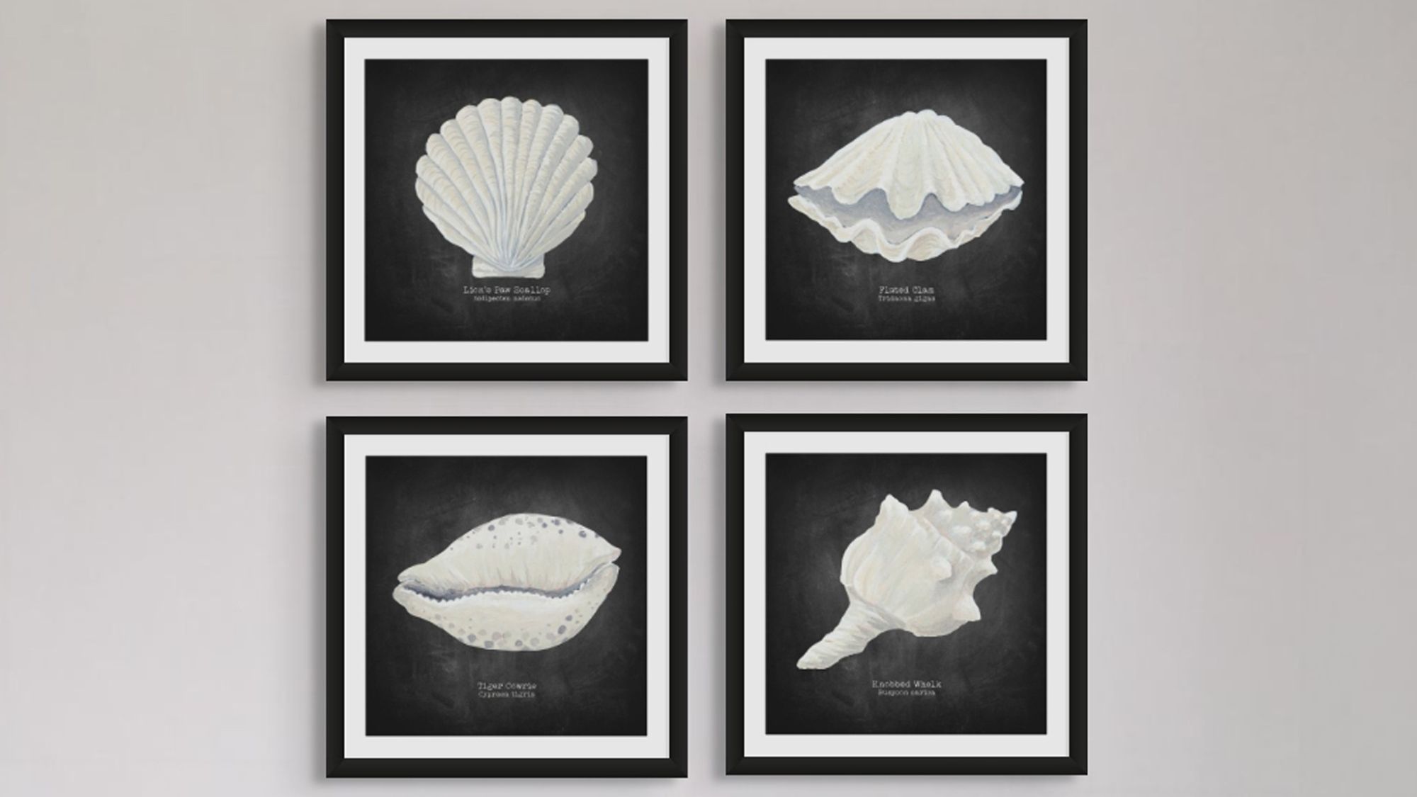 These are four framed art prints, each featuring a hand-painted shell illustration on a dark, chalkboard-like background. The art style has a scientific or natural history feel, reminiscent of old-world botanical or biological drawings. The frames are thin and black, and the prints are hung together in a two-by-two grid.