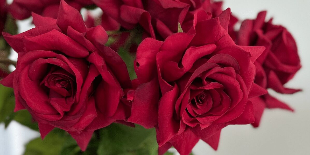 A close-up of a bouquet of deep red roses