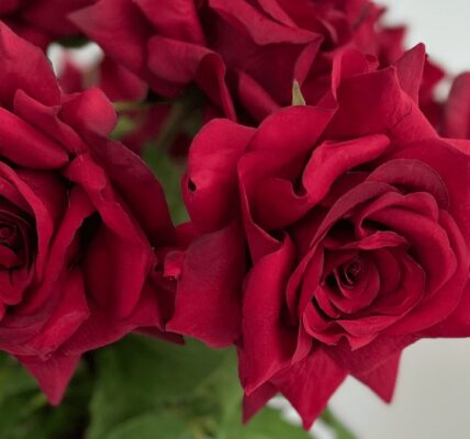 A close-up of a bouquet of deep red roses