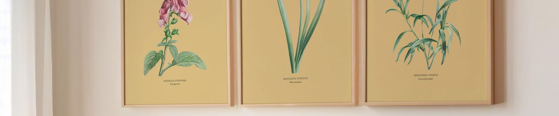 A wide shot shows three framed botanical prints hanging side by side on a light-coloured wall above a couch.