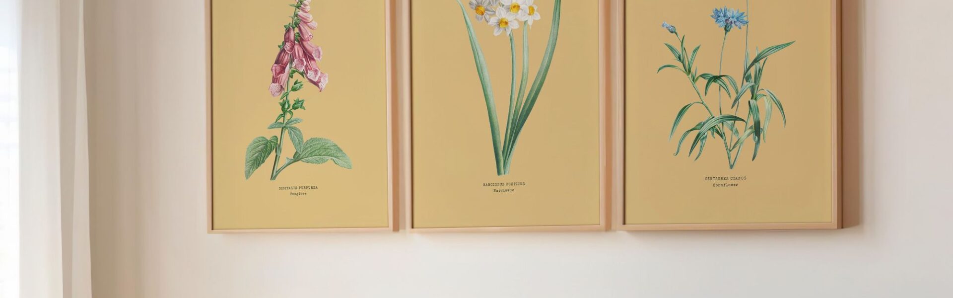 A wide shot shows three framed botanical prints hanging side by side on a light-coloured wall above a couch.